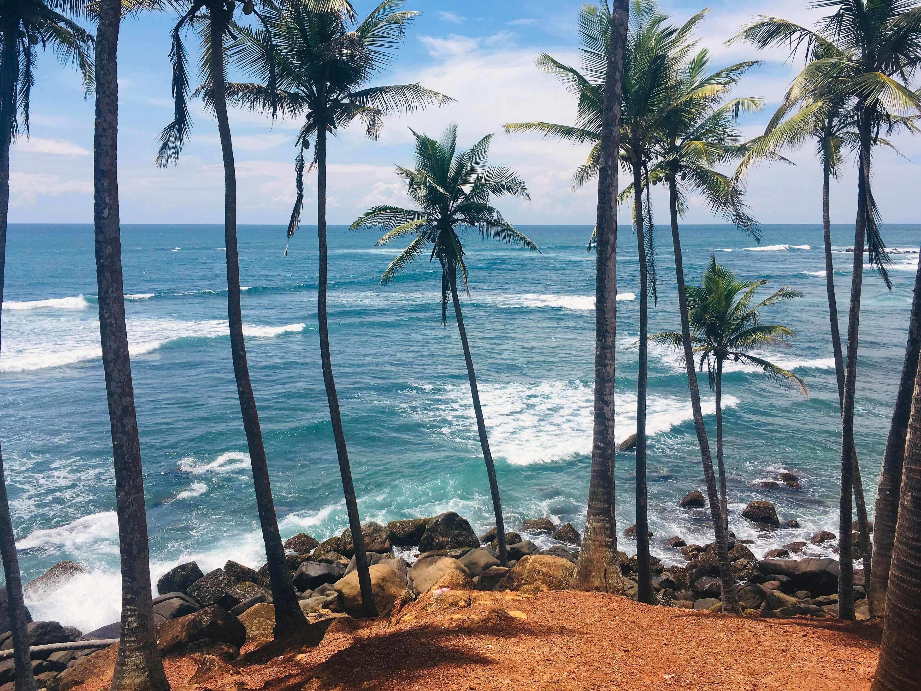 Coconut palms leaning over the ocean at Mirissa