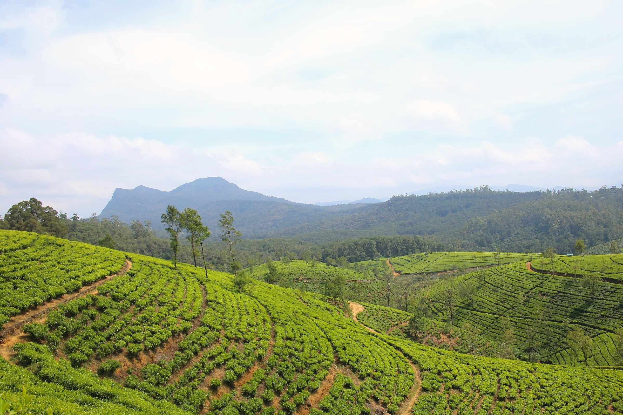 Rolling tea plantations in the hills near Nuwara Eliya