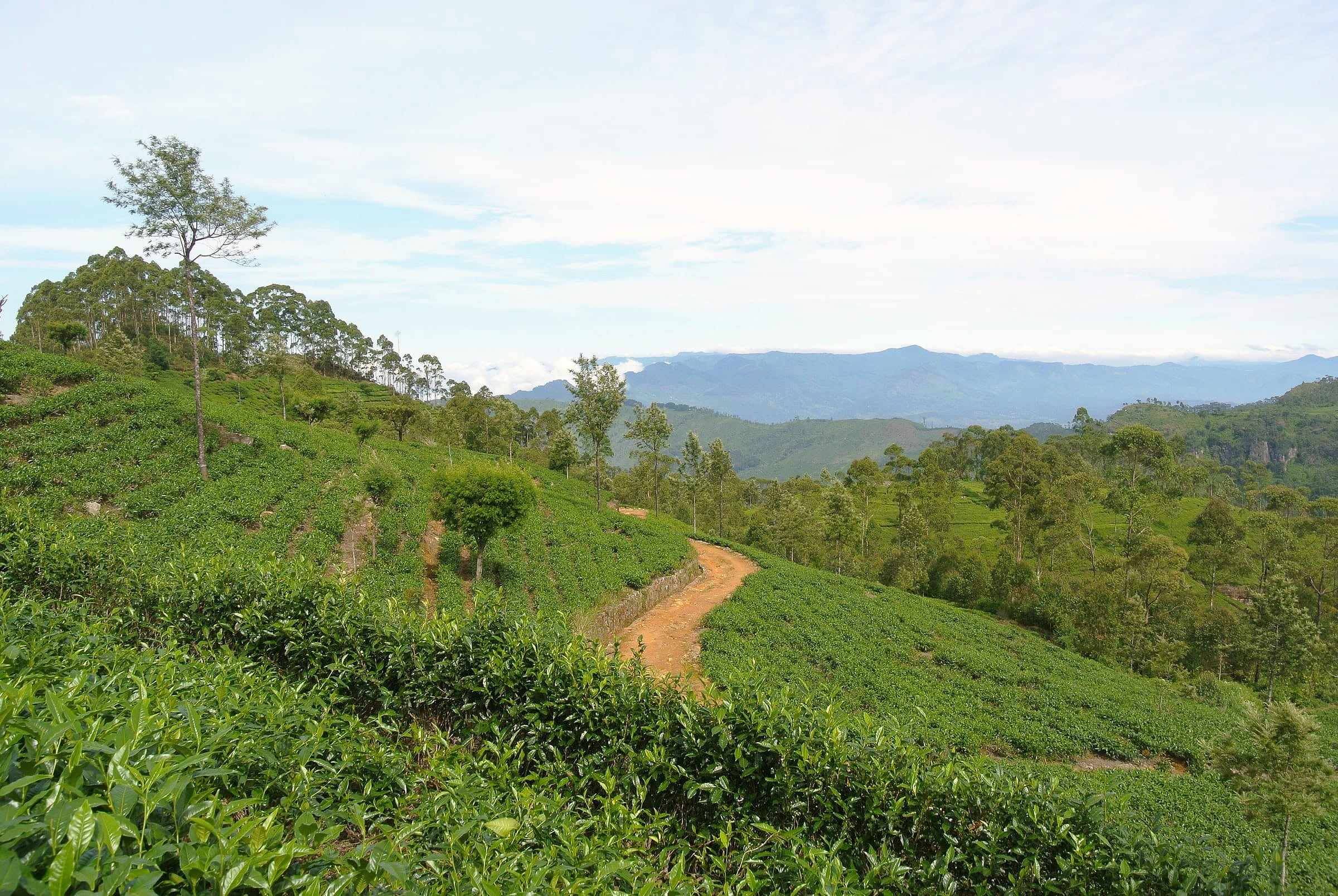 A path winding through green tea estates in the Sri Lankan hills