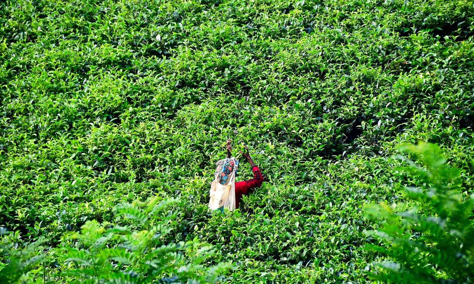 A tea picker in a bright sari on a green tea estate