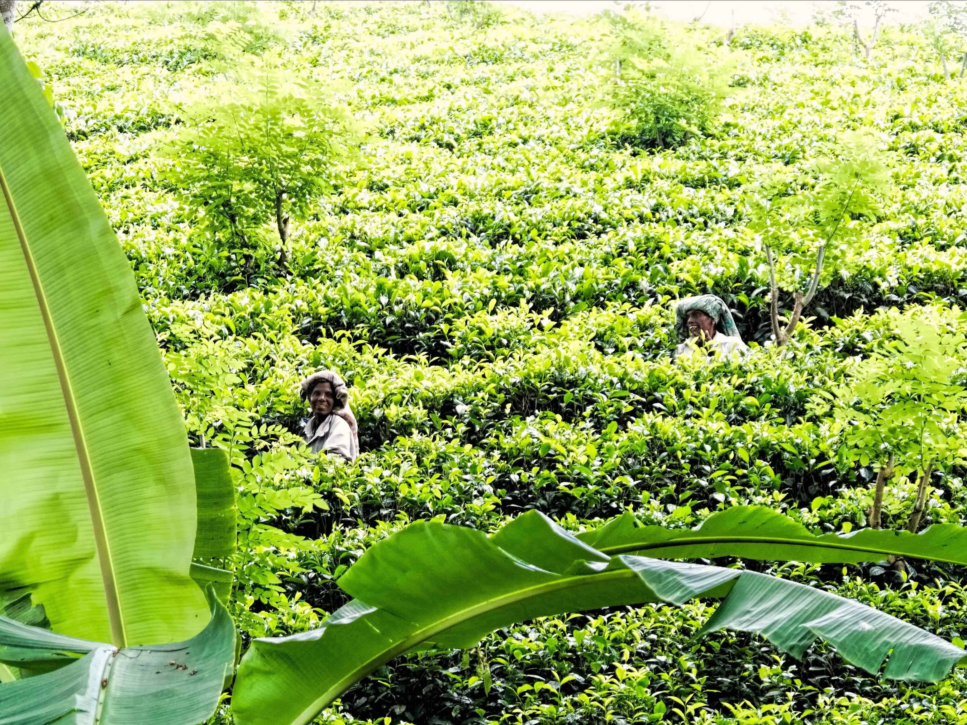 Tea pluckers at work among the bushes of a hill-country tea estate