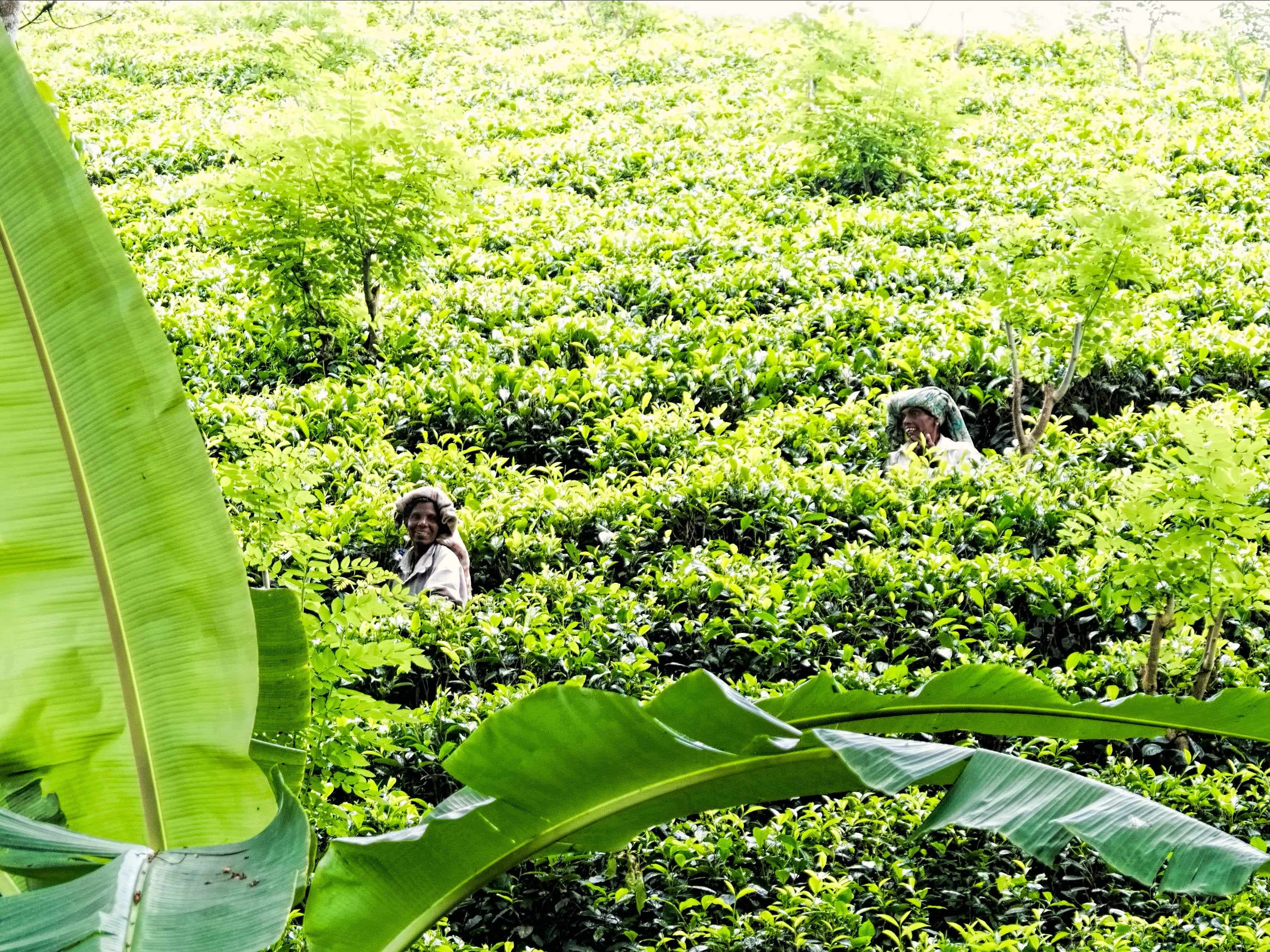 Tea pluckers at work among the bushes of a hill-country tea estate