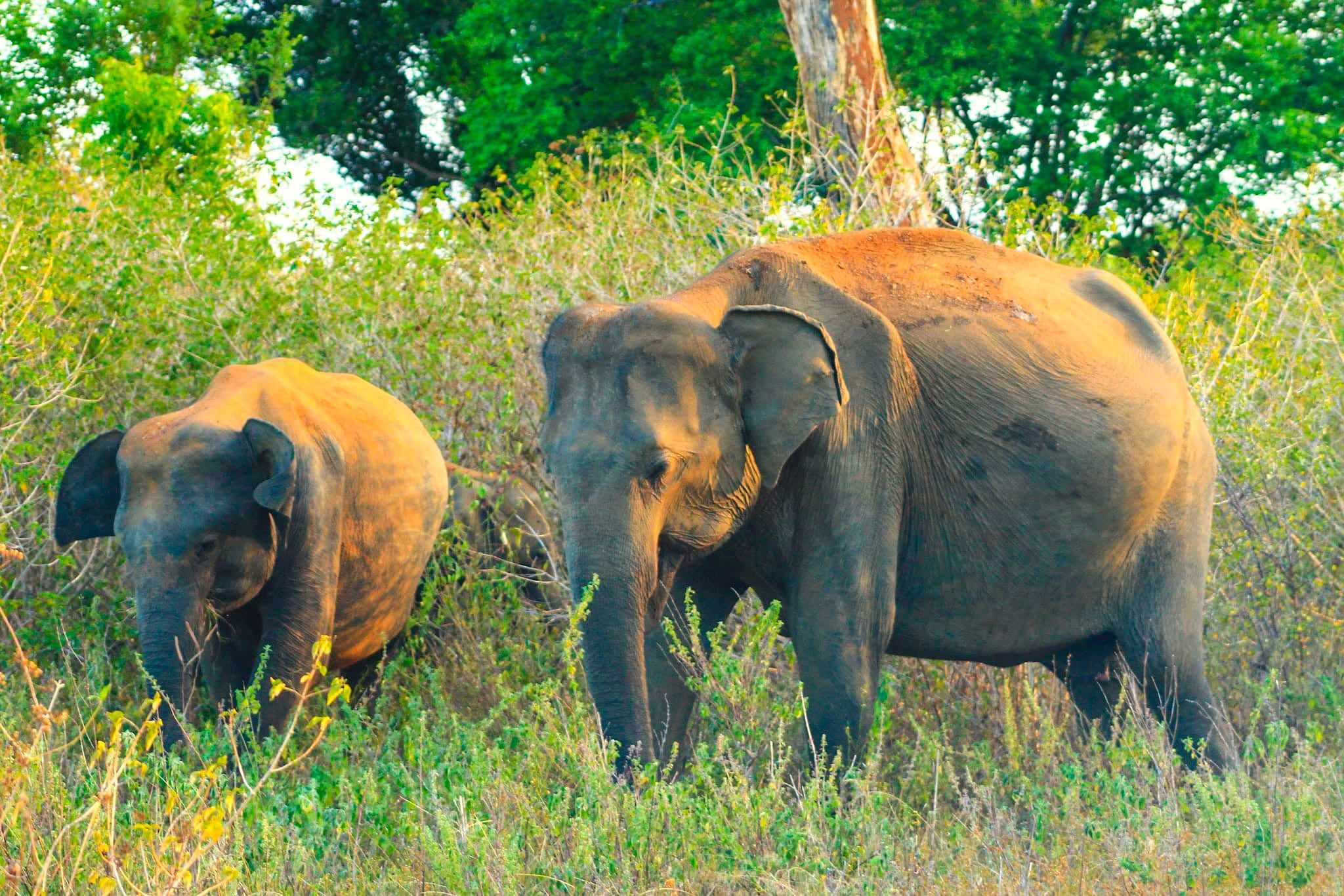 An elephant and her calf grazing in Udawalawe National Park
