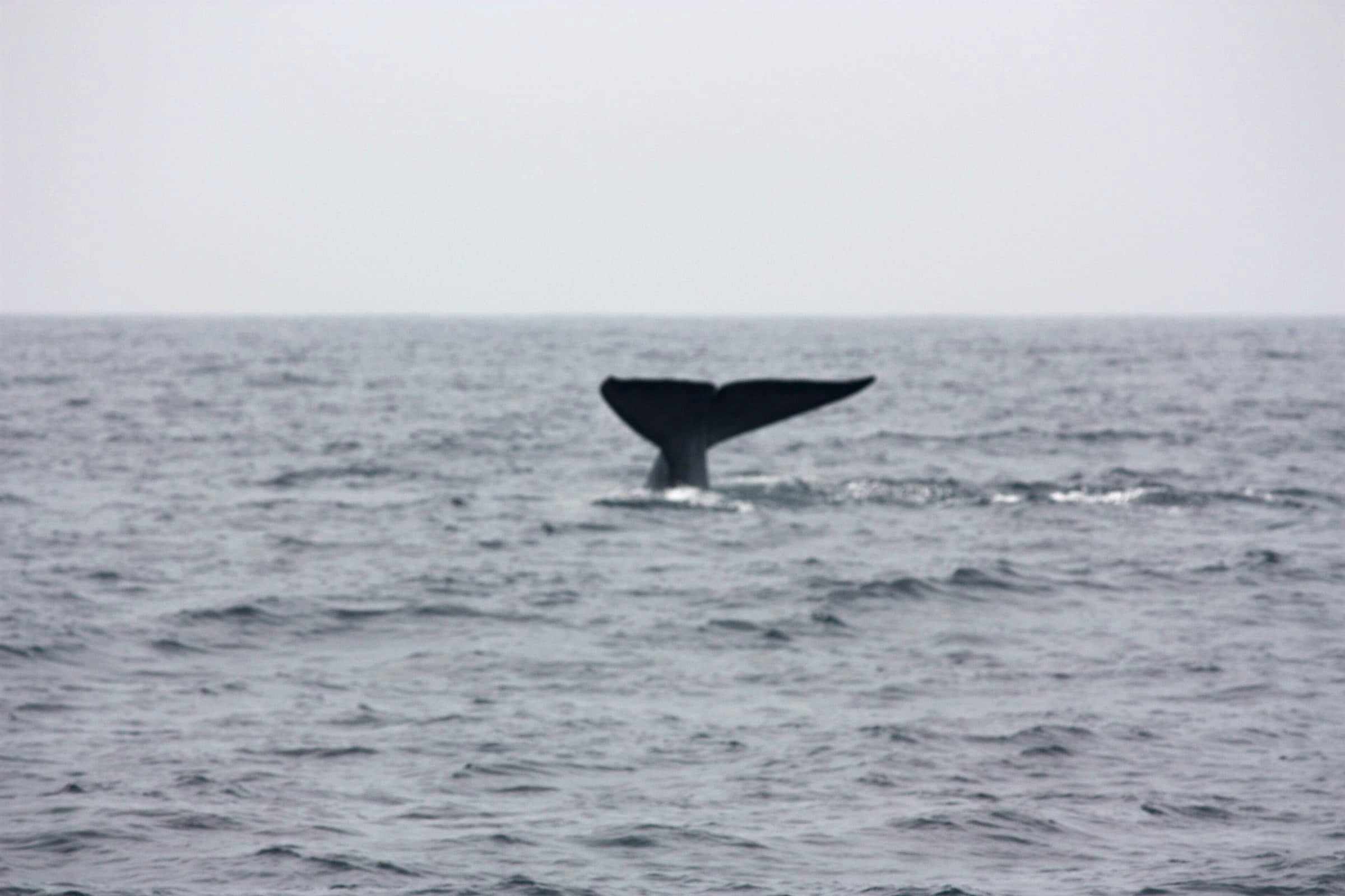 The tail of a blue whale diving off the south coast of Sri Lanka