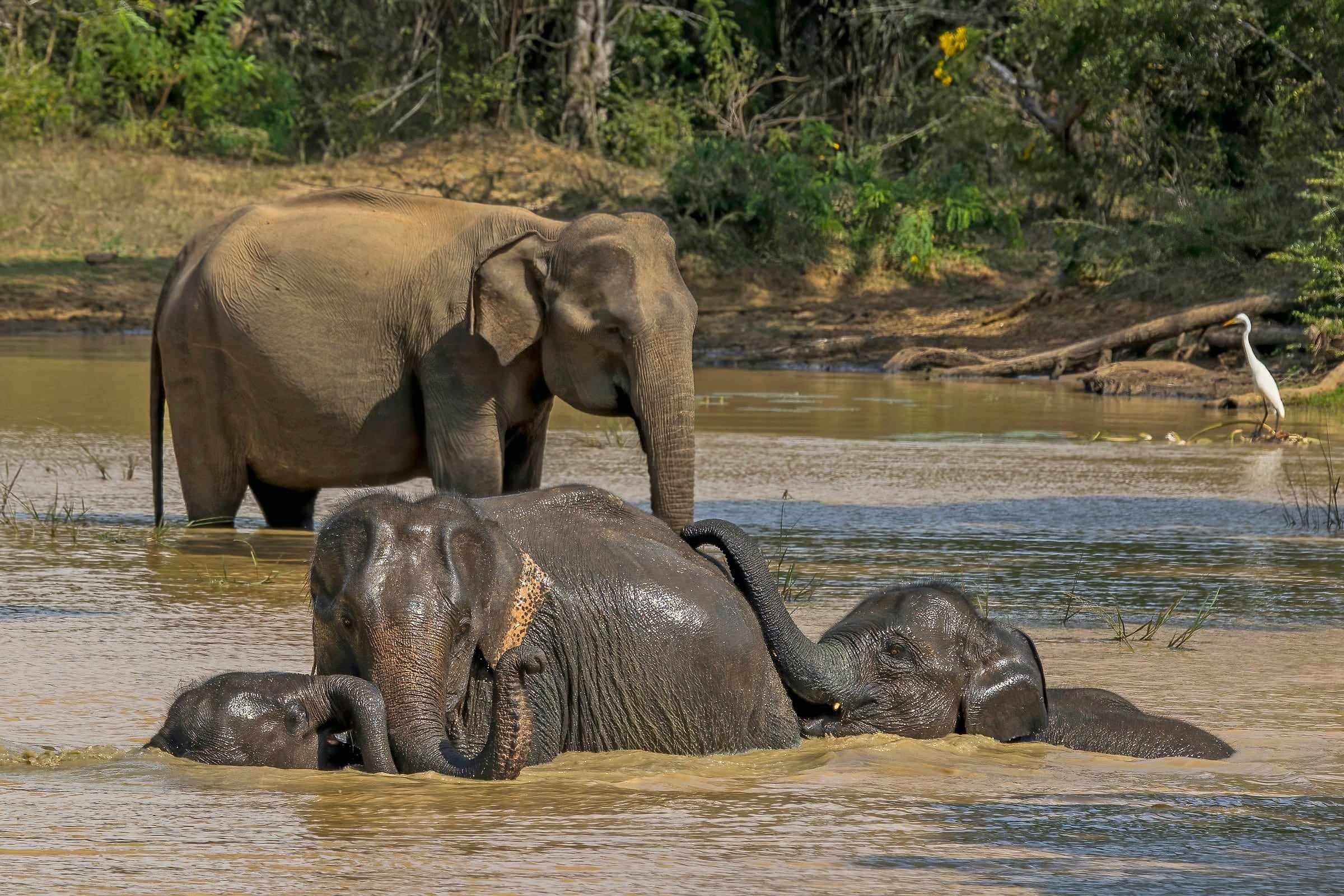 Sri Lankan elephants bathing with their young in Yala National Park